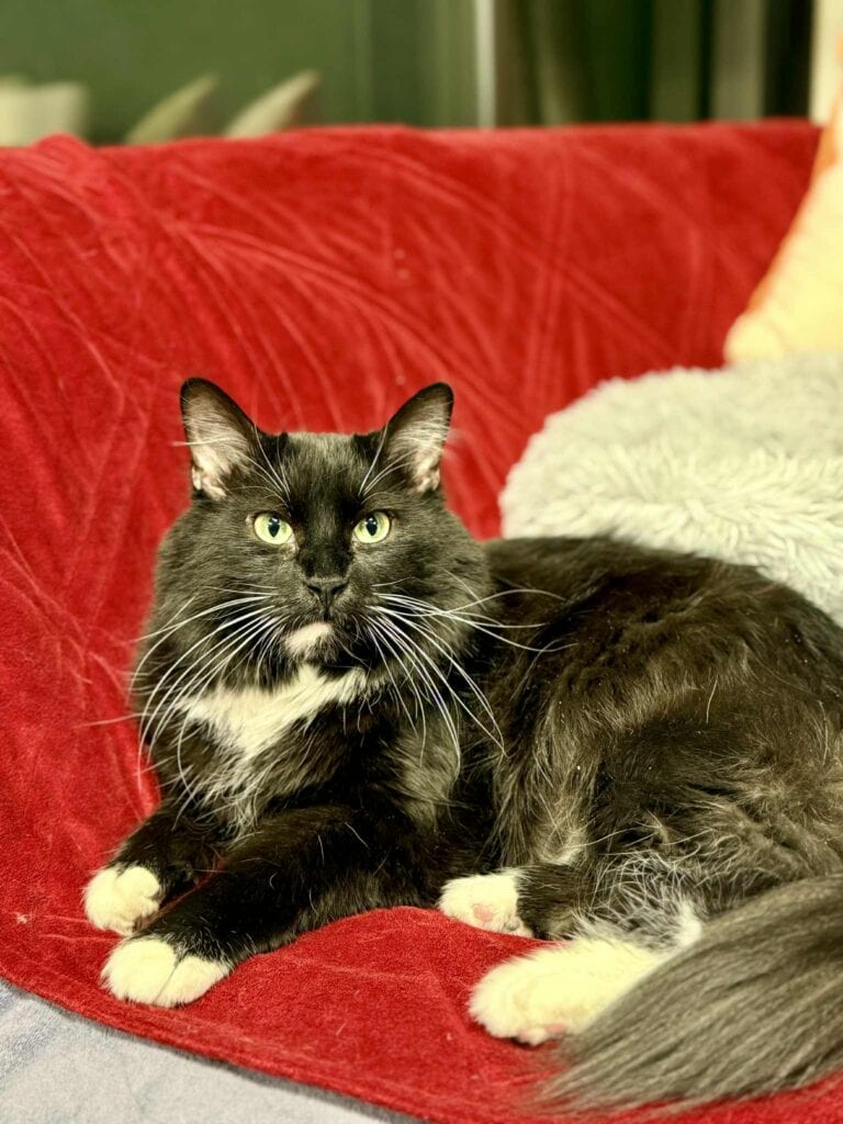 When Fluffy Meets Full Personality: Meet Gibson