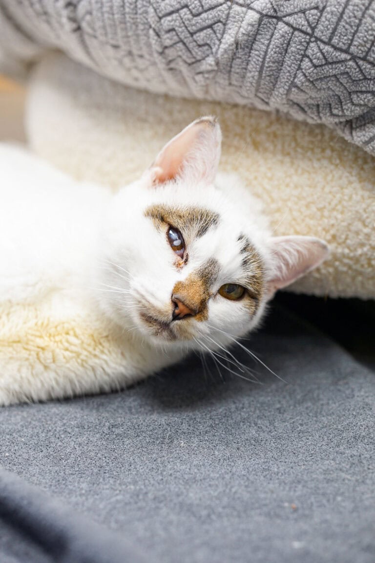 Cerebellar Hypoplasia Cat Cupid Finds Safety and Care at Help Humane