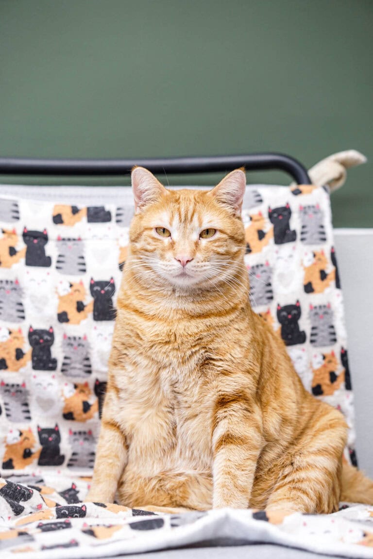 Cheez-it the CH cats makes everyone feel welcome at Help Humane