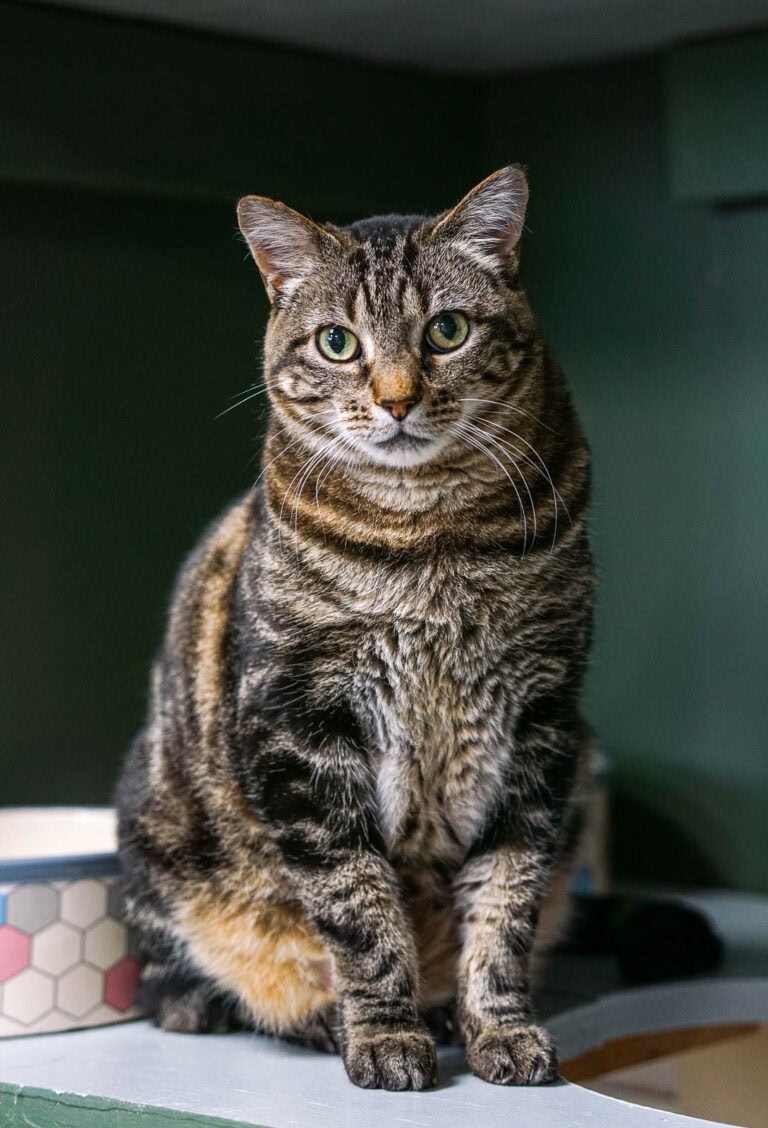 Sophie, a tabby cat with green eyes sits by a green wall