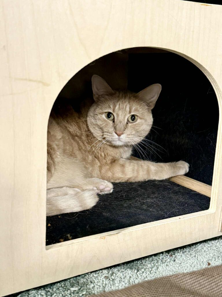 Understanding Undersocialized Cats
