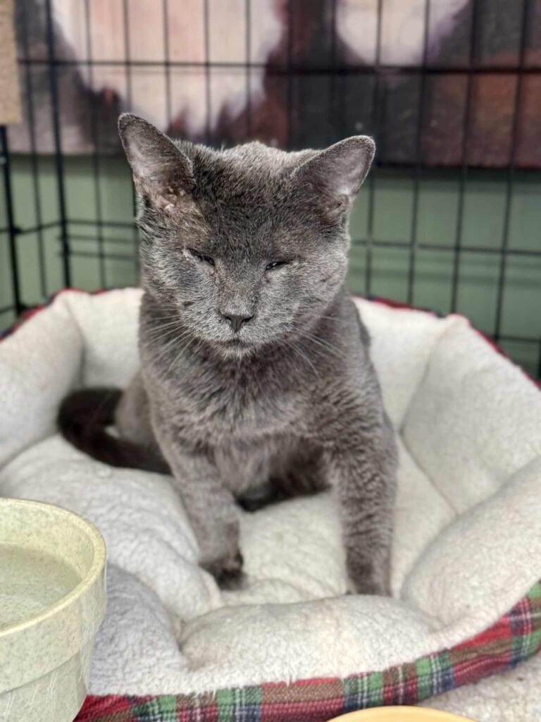 Sahana’s Story: A Fearless Cat Thriving Without Sight