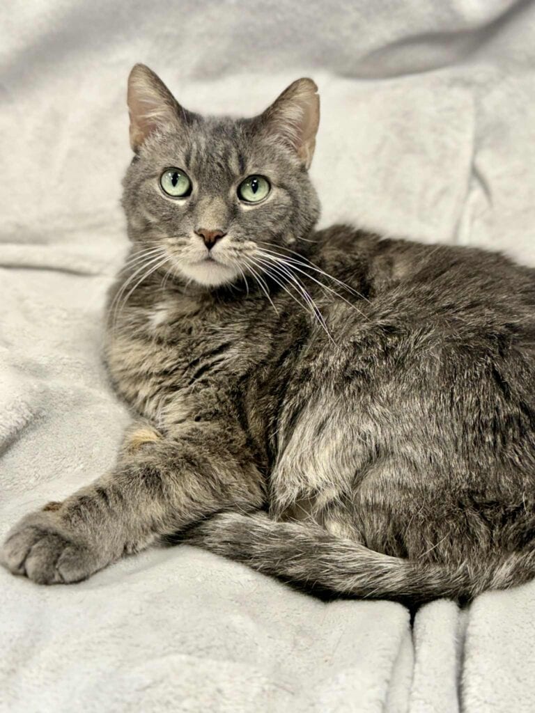 Seamus the Senior Cat: Managing Asthma and Digestive Issues