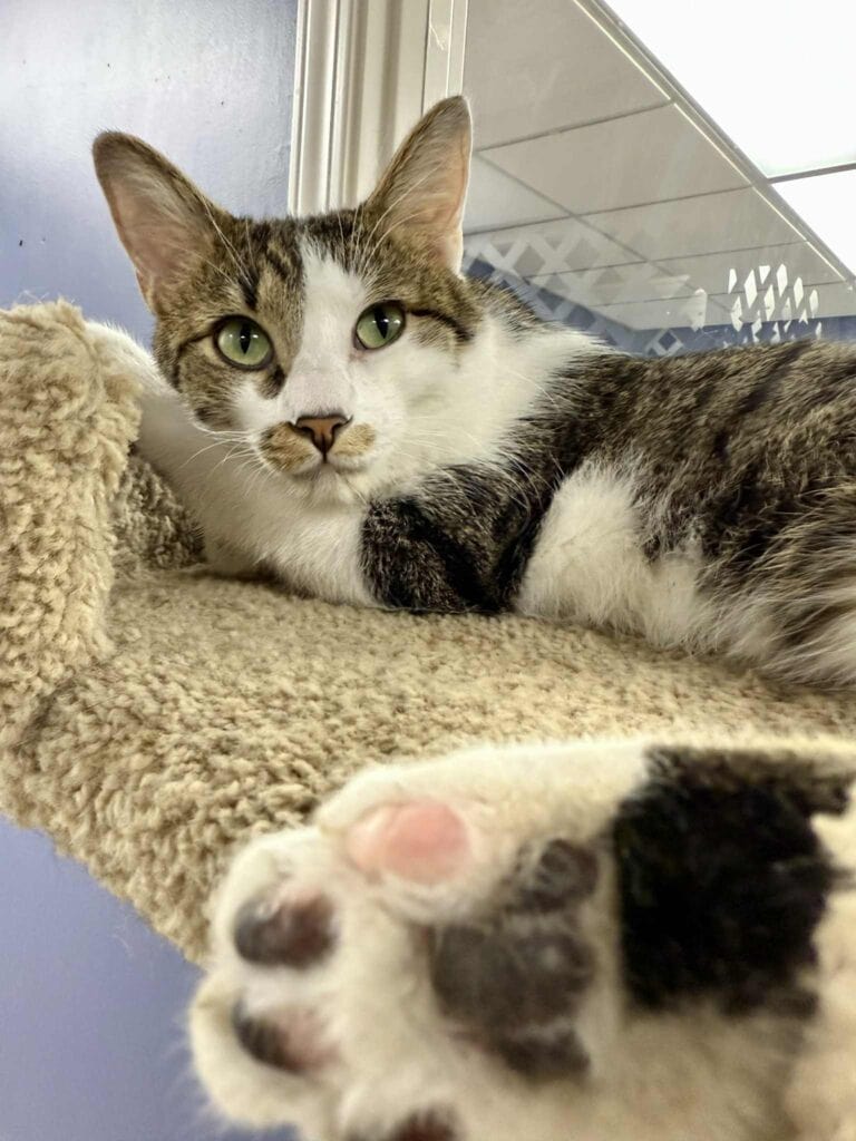 Tiny Tim: Overcoming Trauma and Living Life to the Fullest