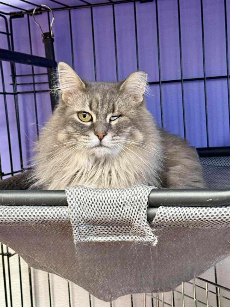 Aphroditie’s Story: How a One-Eyed Cat Learned to Trust, Play and Thrive